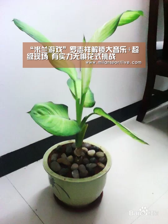 米兰游戏